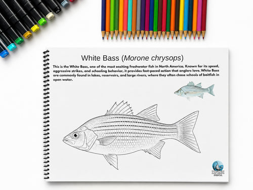 AMERICAN FRESHWATER - FISH TO COLOR